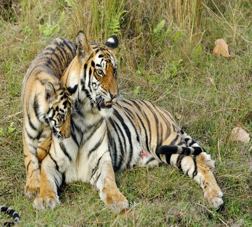 Bandhavgarh