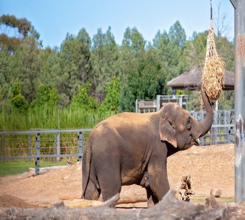 Elephant Rescue Centre