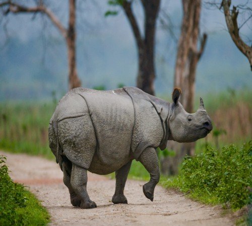 Kaziranga National Park