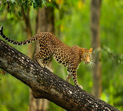 Nagarhole