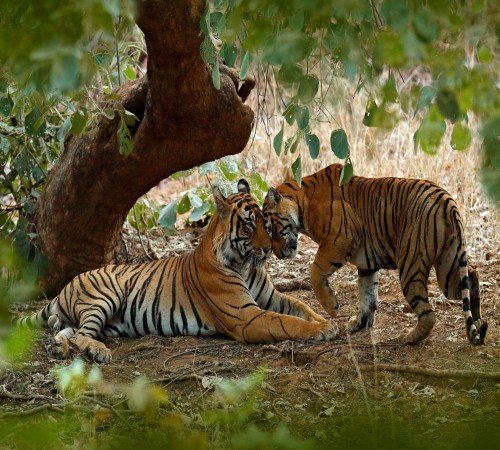 Ranthambore