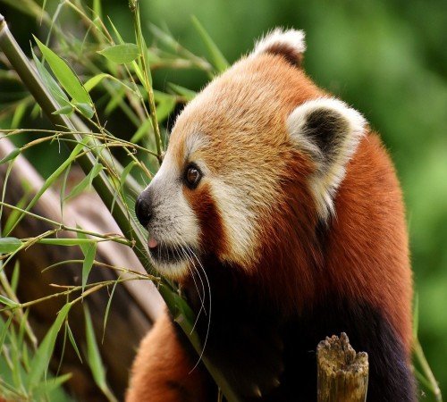 Red Panda