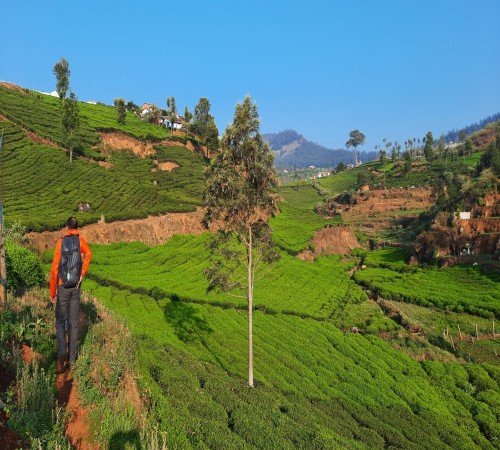 Nilgiri Hills