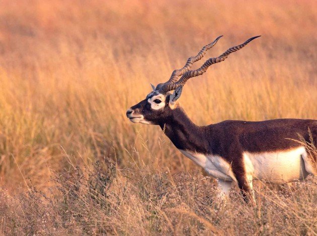 Blackbuck Velavadar