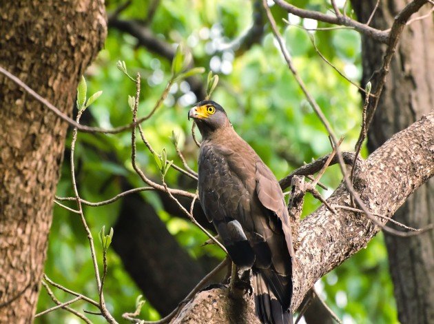 Crested serpent eagle