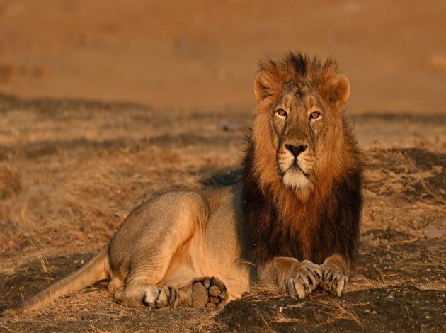 Gir national park