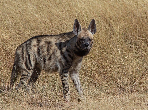 Hyena