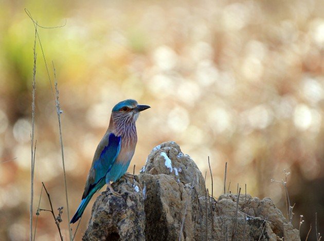 Indian Roller