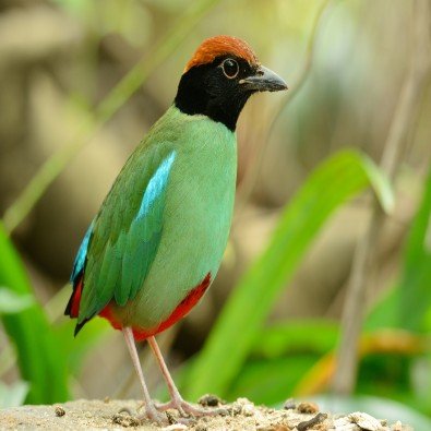 Indian pitta