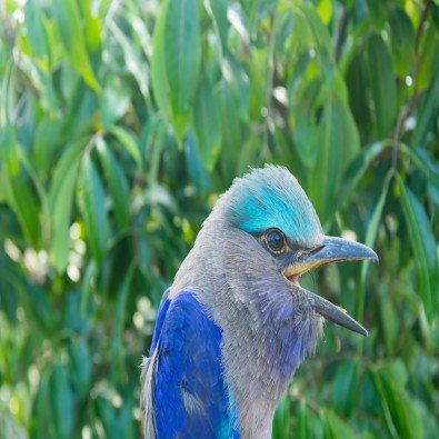 Indian roller