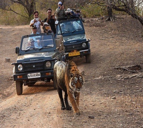 Jeep Safaris