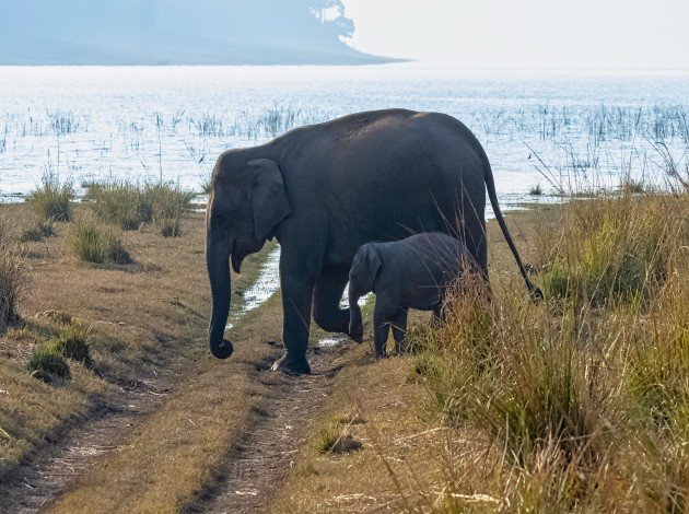 Jim Corbett