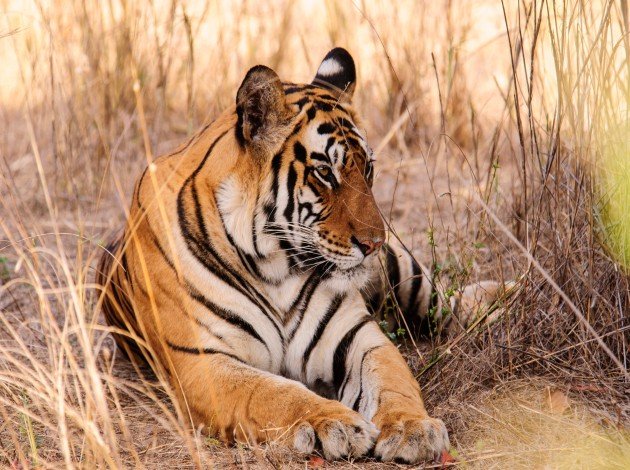 Kanha National Park