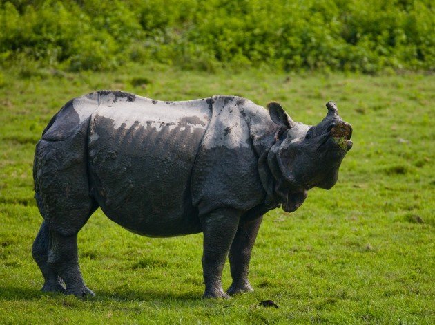 Kaziranga