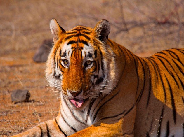 Ranthambore