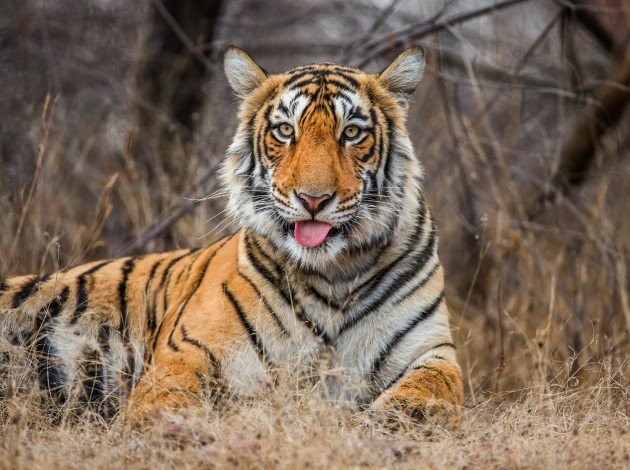 Ranthambore