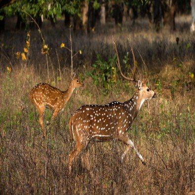 Spotted Deer