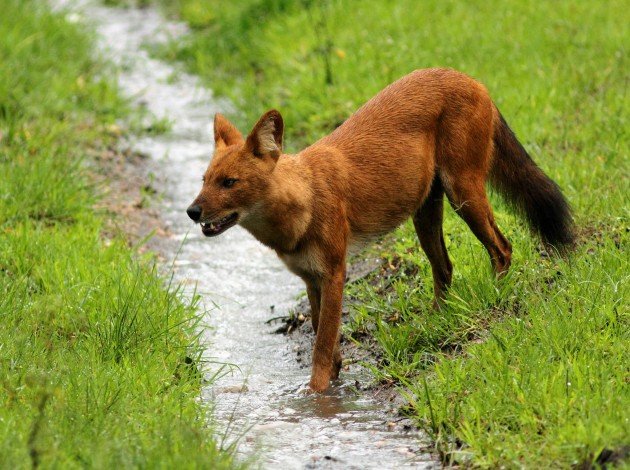 asiatic wild dogs