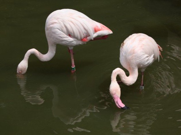 flamingos