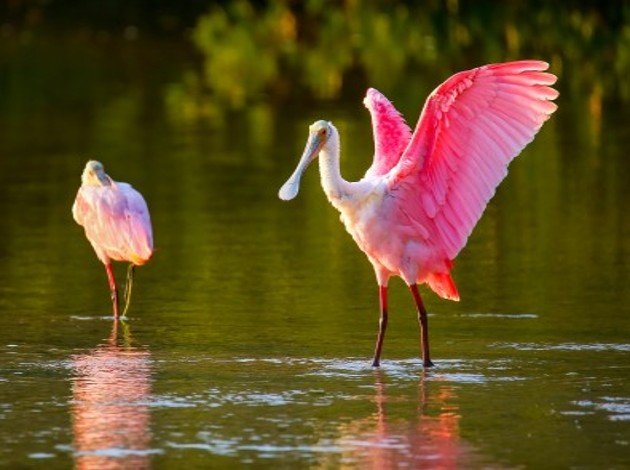 spoonbills