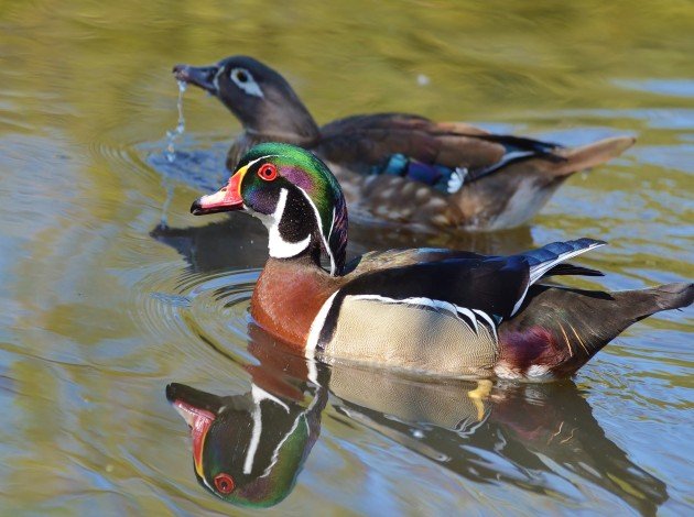 wood ducks