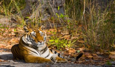 Central India Wildlife Slider