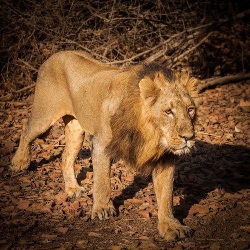 Gujarat Wildlife