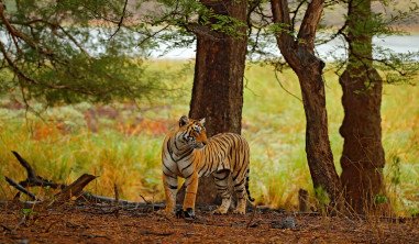 Indian Wildlife slider