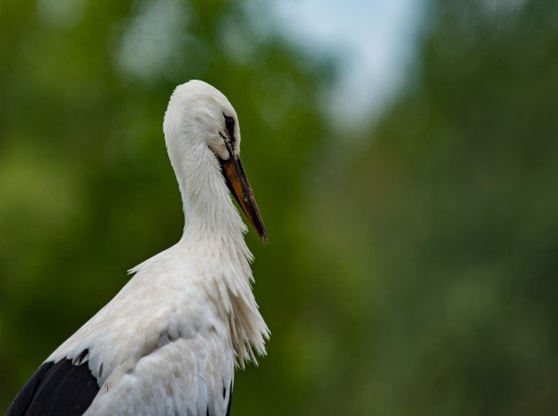 Kumarakom Bird Sanctuary