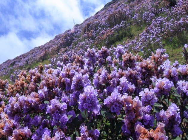 Neelakurinji flowers