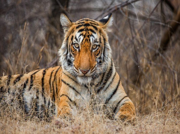 Ranthambore