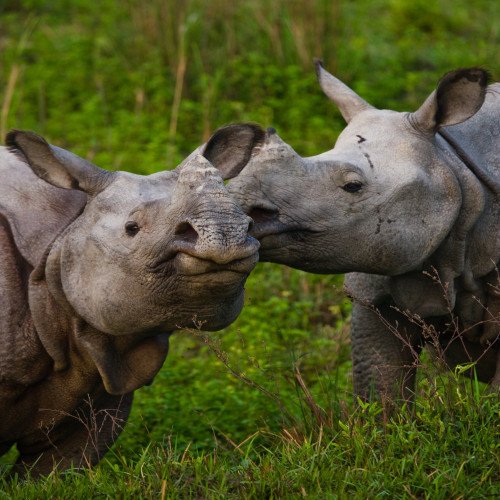 Taj, Tigers and Rhinos