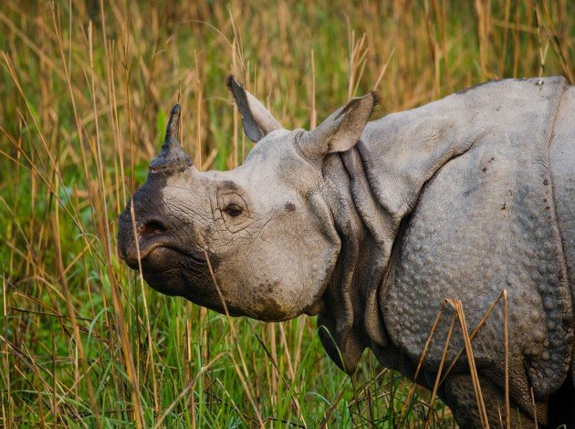 Kaziranga National Park