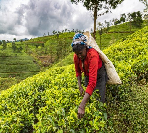 Nuwara Eliya