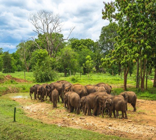 Udawalawe National Park