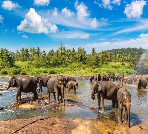 Yala National Park